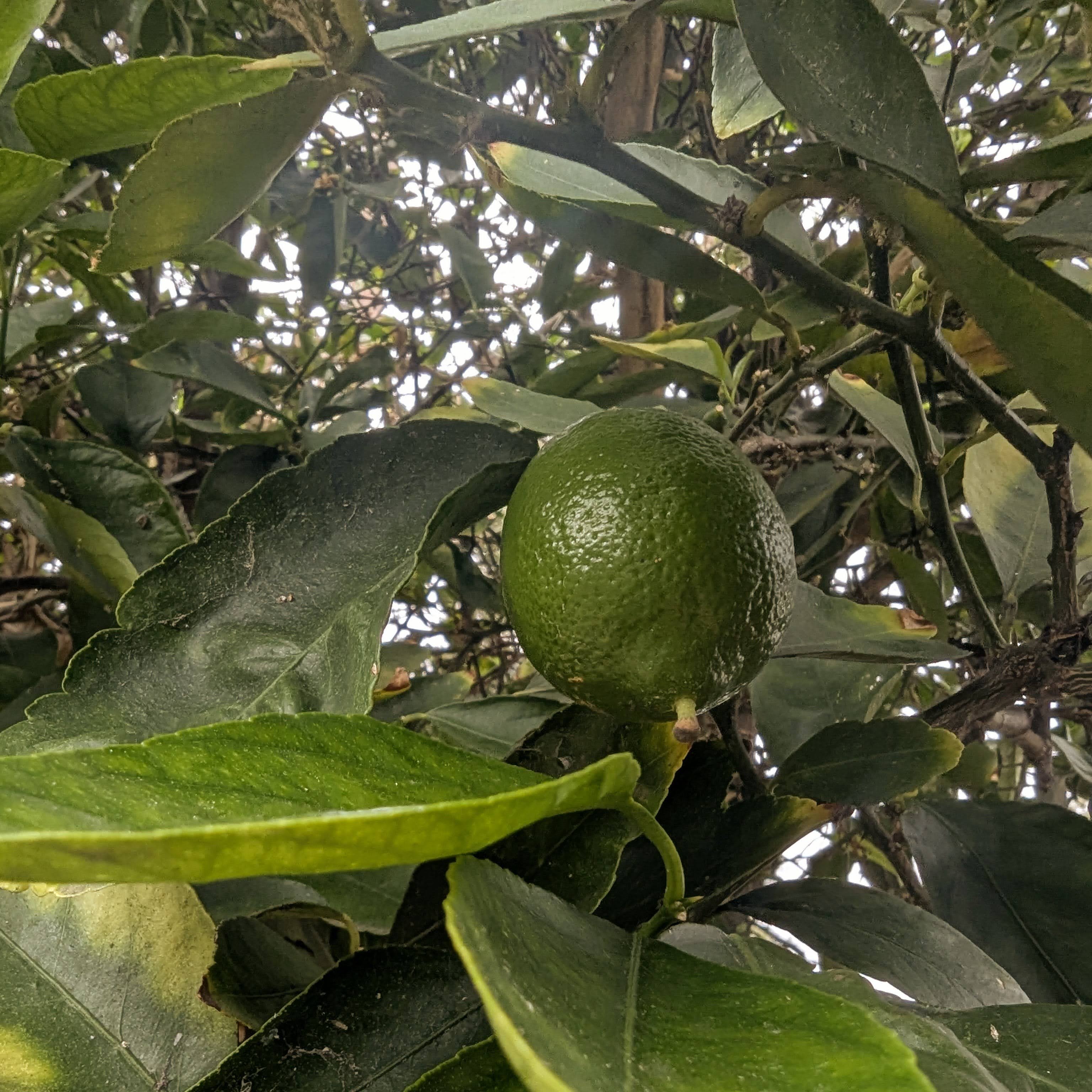 Lemon tree