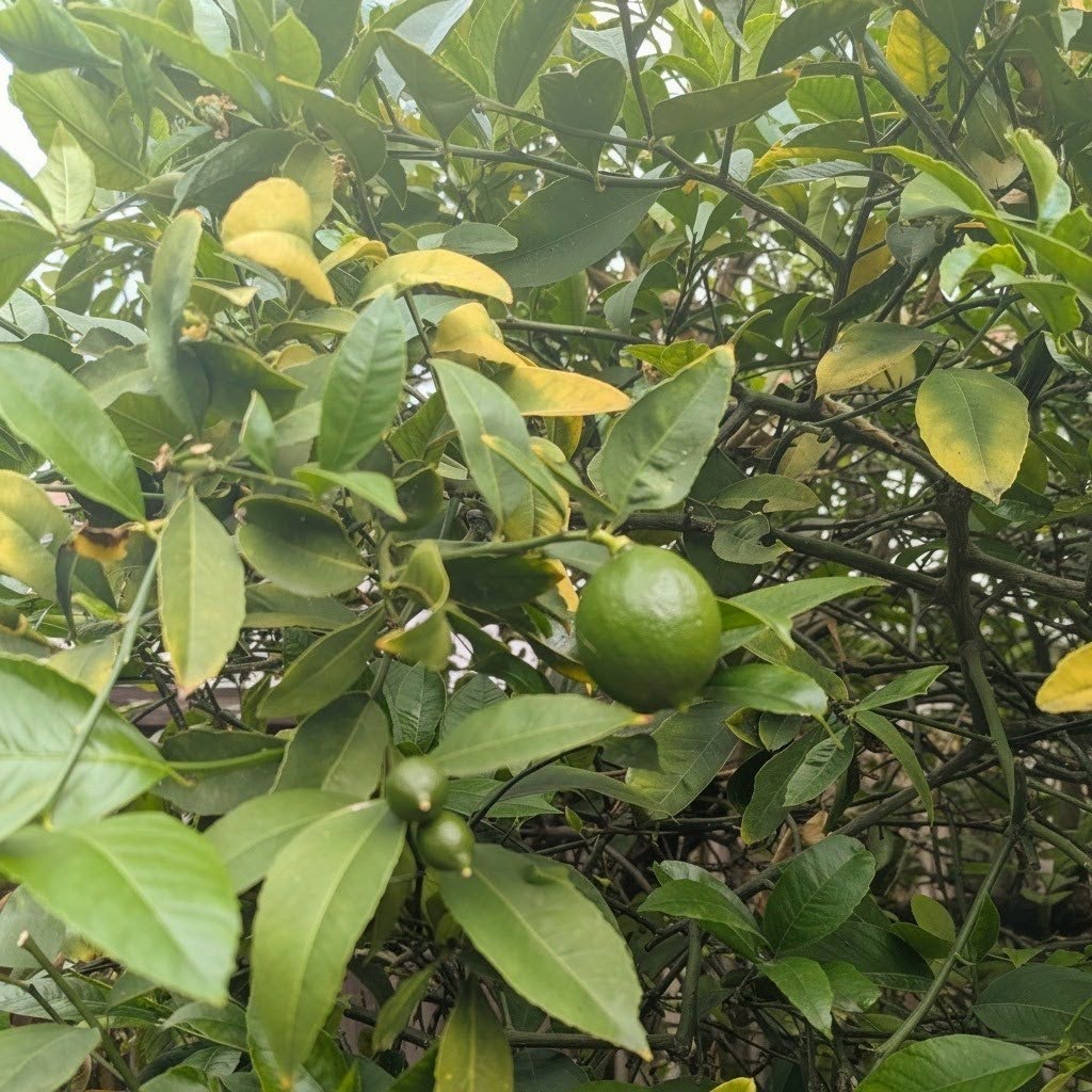 Lime tree